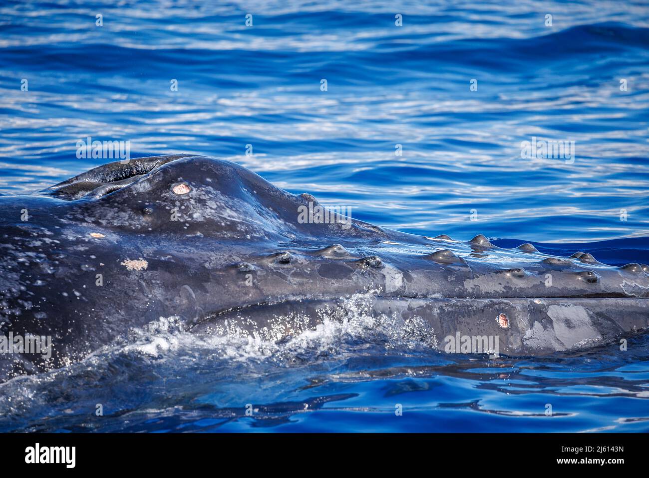 Cette baleine à bosse, Megaptera novaeangliae, a deux marques de morsure circulaires qui peuvent être attribuées à un requin biscuit, Isistius brasiliensis, trouvé Banque D'Images