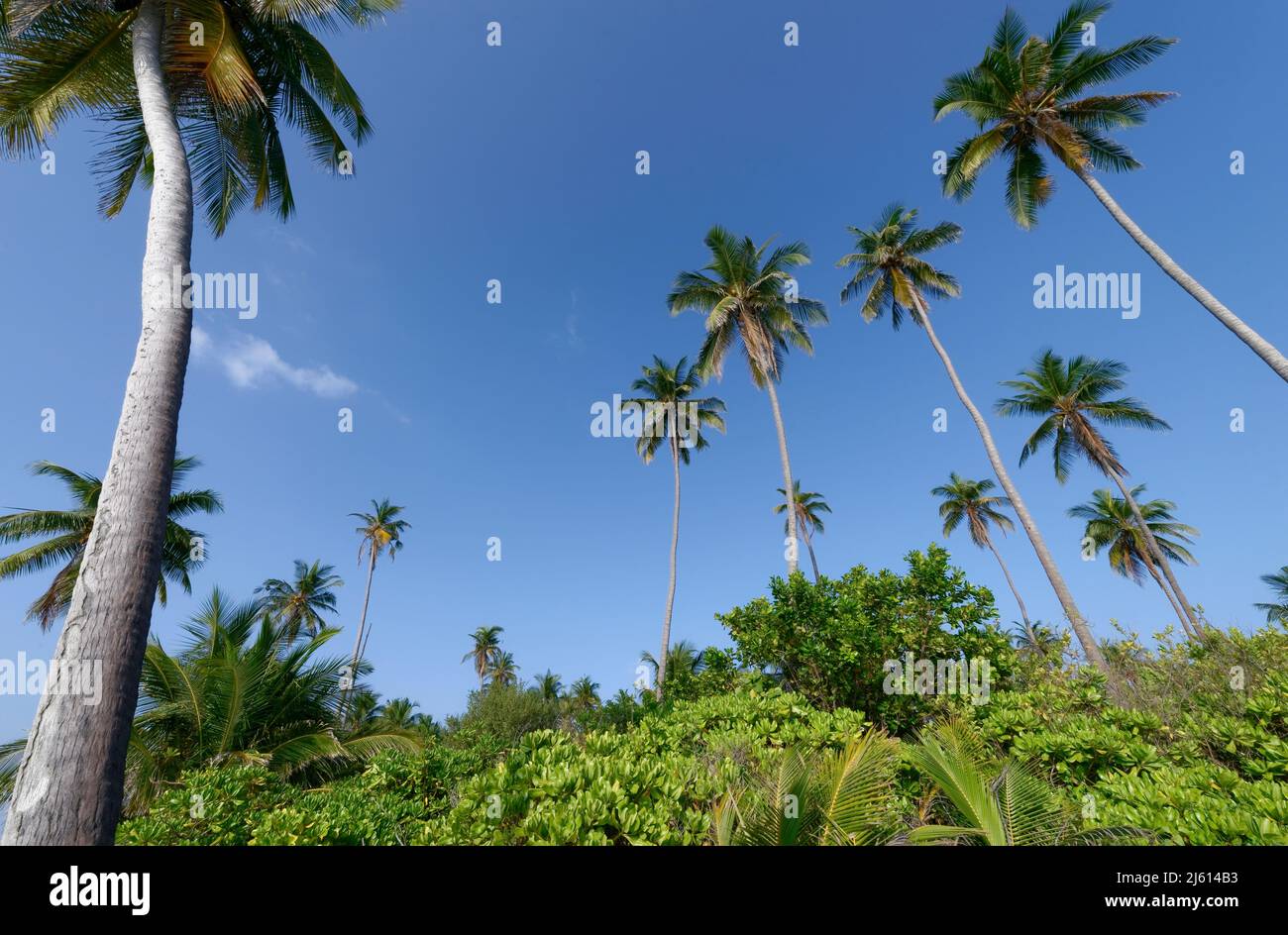 Île de Bangaram, Lakshadweep, Inde. Beauté naturelle de l'île avec sable blanc et eau de mer claire. Banque D'Images