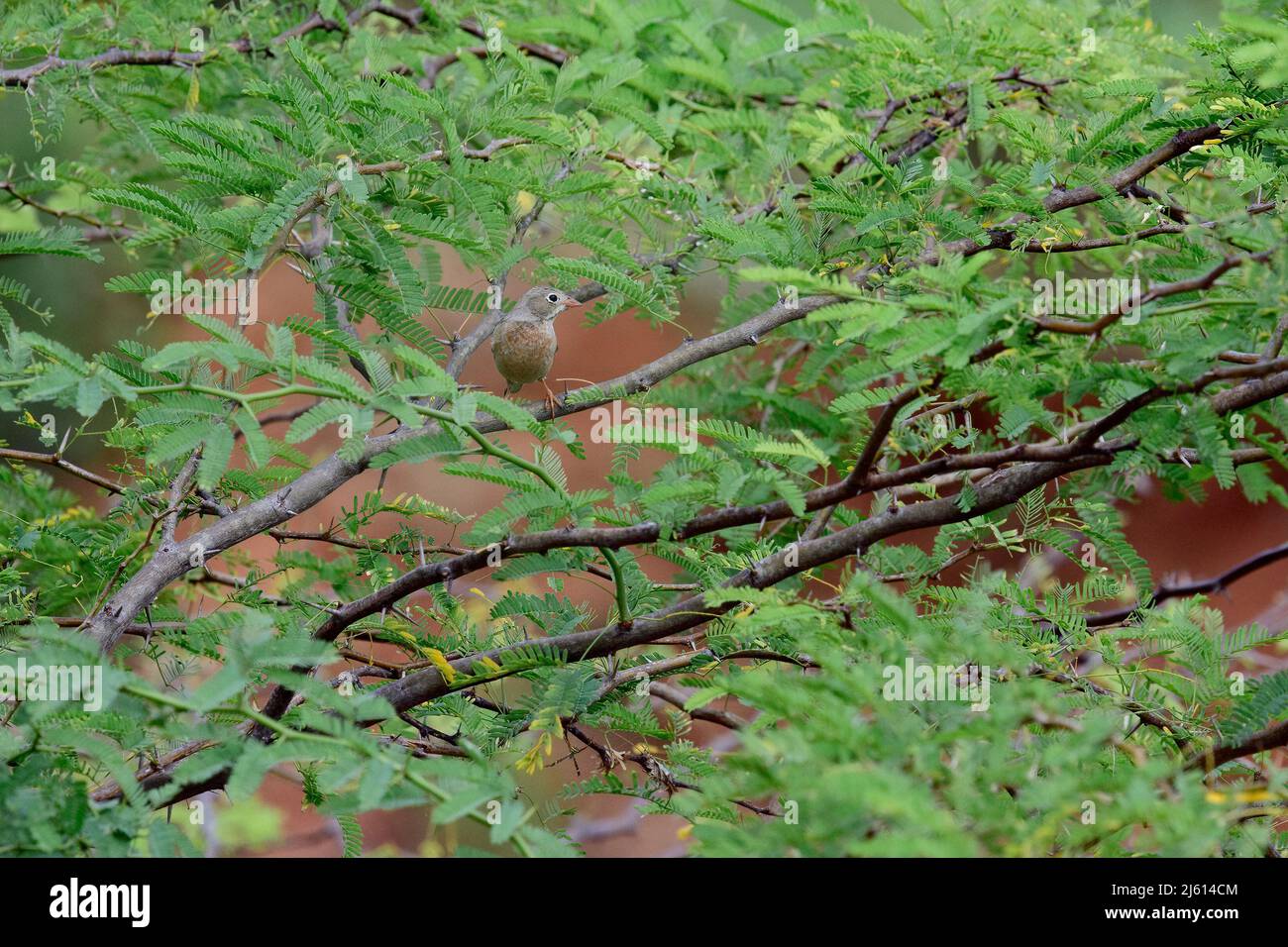 Le Bunkt à col gris (Emberiza buchanani), le Bunkt à capuchon gris, le Bunkt à châtaignier est une espèce d'oiseau de la famille des Emberizidae en vert Banque D'Images