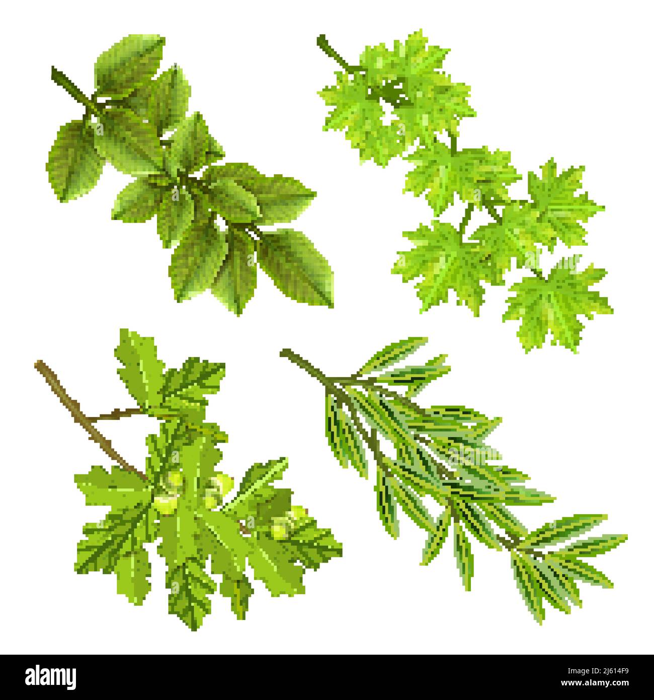 Collection réaliste de branches vertes d'arbres à feuilles caduques avec chêne illustration vectorielle isolée de feuilles d'olive d'érable Illustration de Vecteur