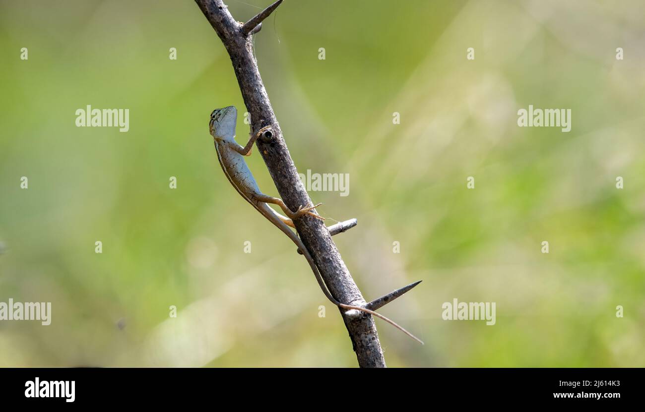 Lézard à gorge éventail (Sitana ponticeriana ) avec fond de nature macro gros plan Banque D'Images