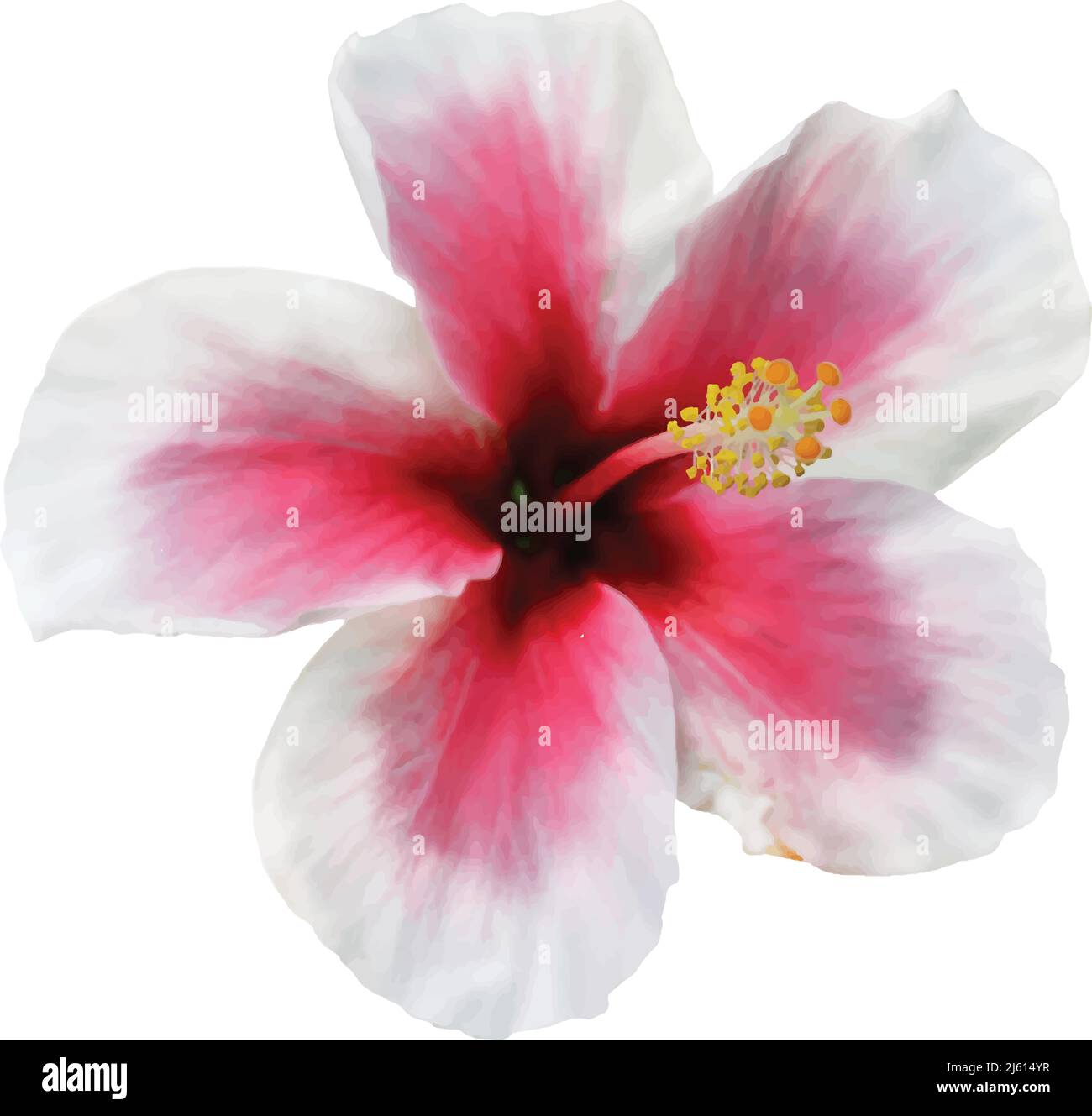 Image vectorielle de fleur blanc et rose hawaïen Illustration de Vecteur