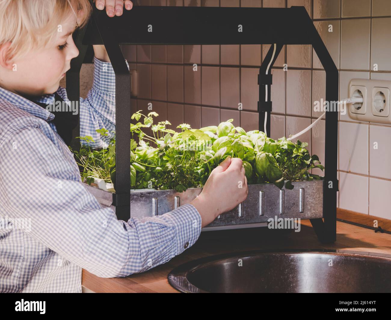 l'image montre un jeune garçon récolte des légumes cultivés en hydroponique à partir d'un kit de culture intérieur Banque D'Images