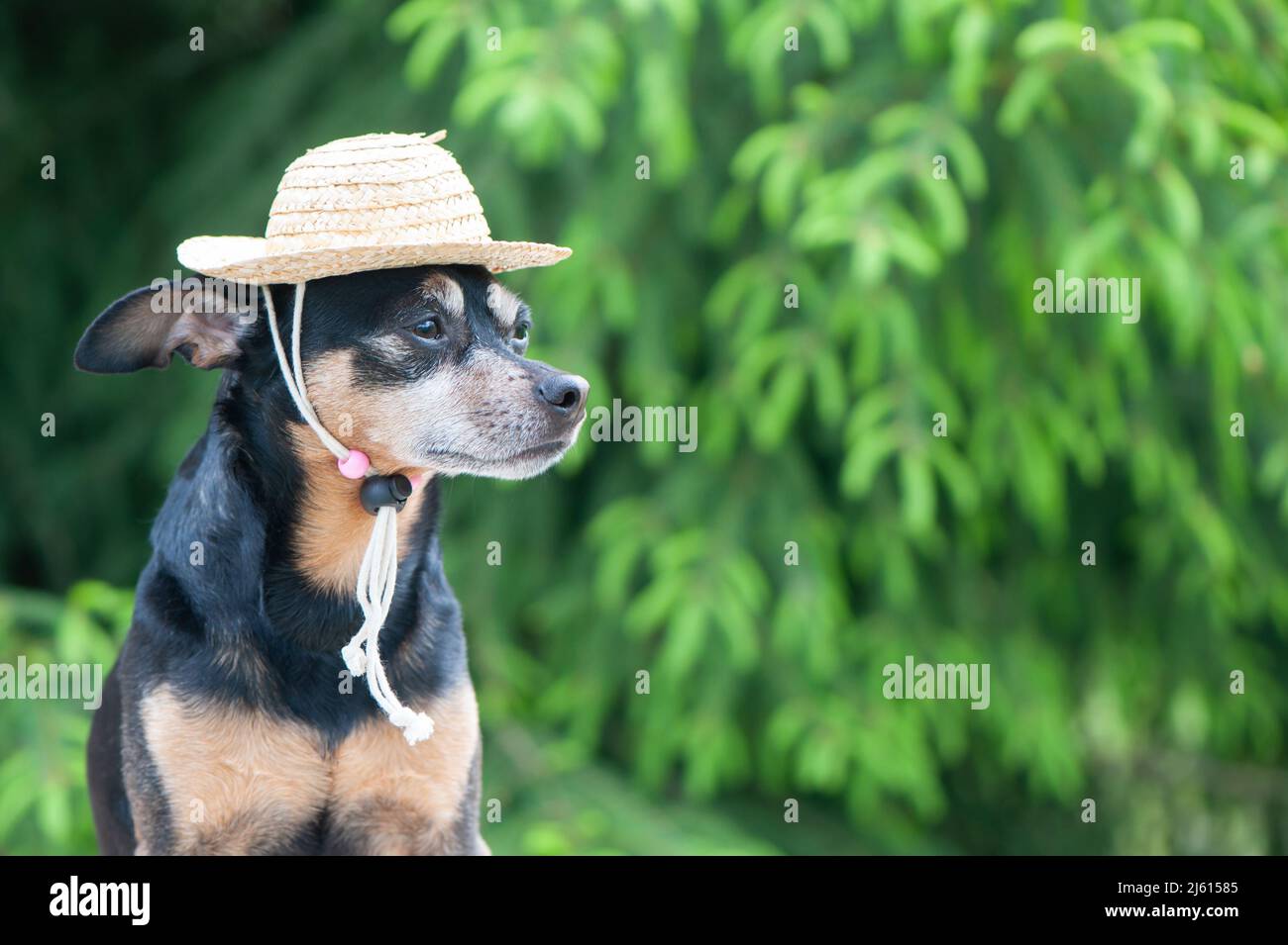 Chien drôle dans un chapeau de paille, vacancier, jardinier. Espace pour le texte. Concept de l'agriculteur assistant Banque D'Images