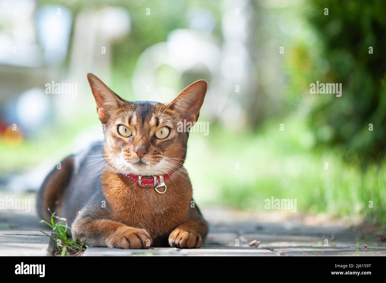 Magnifique chat Abyssinien dans un collier, portrait en gros plan, couché avec élégance sur une promenade de rue Banque D'Images