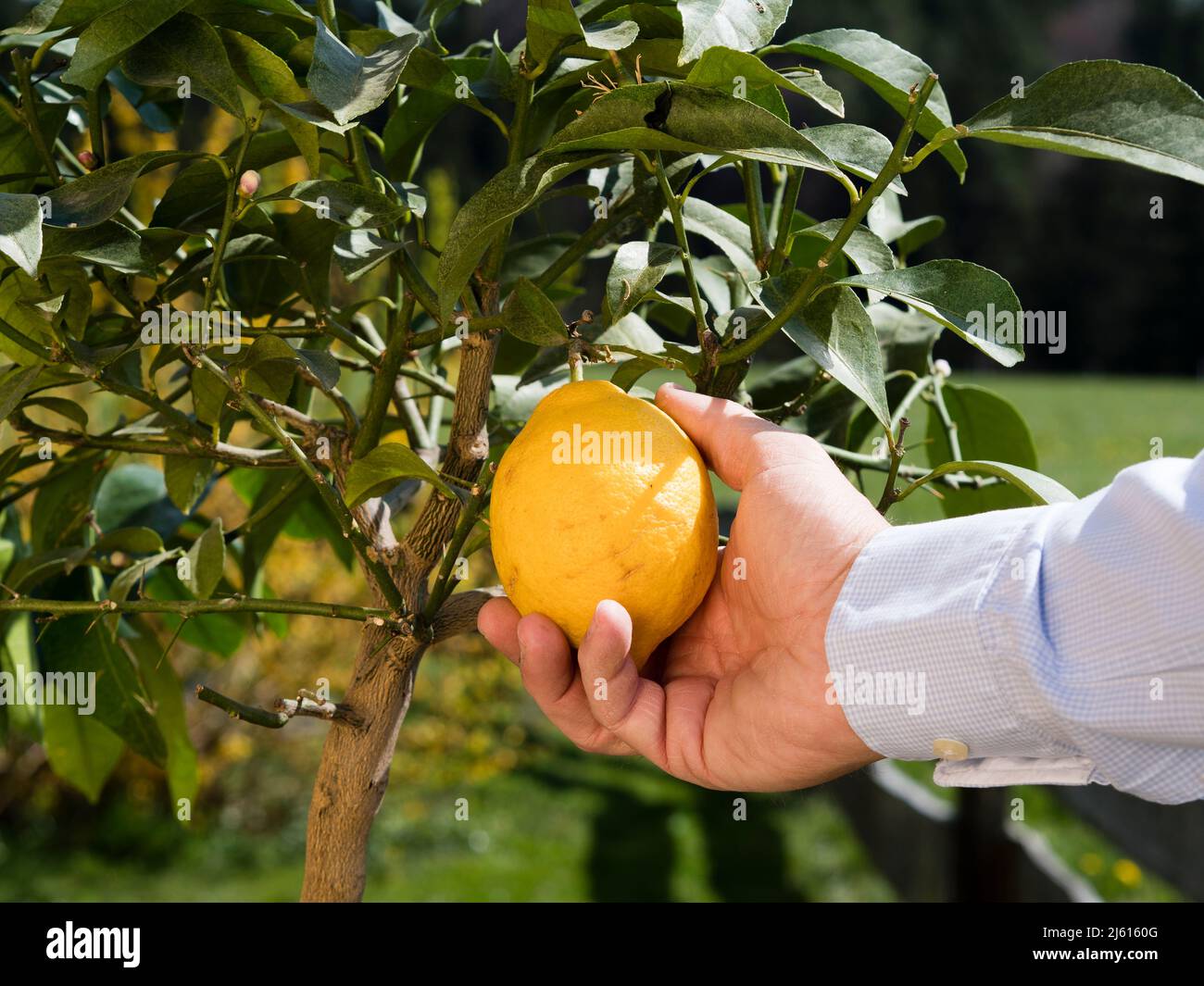 comment cueillir votre propre citron dans le jardin pour l'agriculture biologique ou le jardinage; tenir à la main le citron ou la chaux récolte Banque D'Images