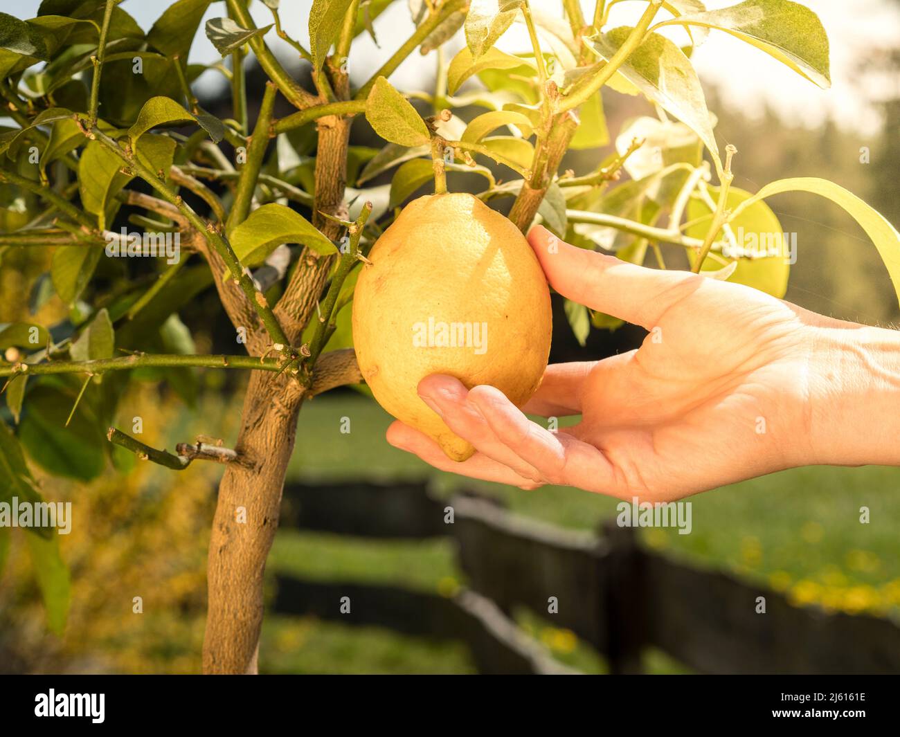 la main femelle casse un citron de la branche de l'arbre - citrons mûrs accrochés à l'arbre. croissant de citron dans notre propre jardin Banque D'Images