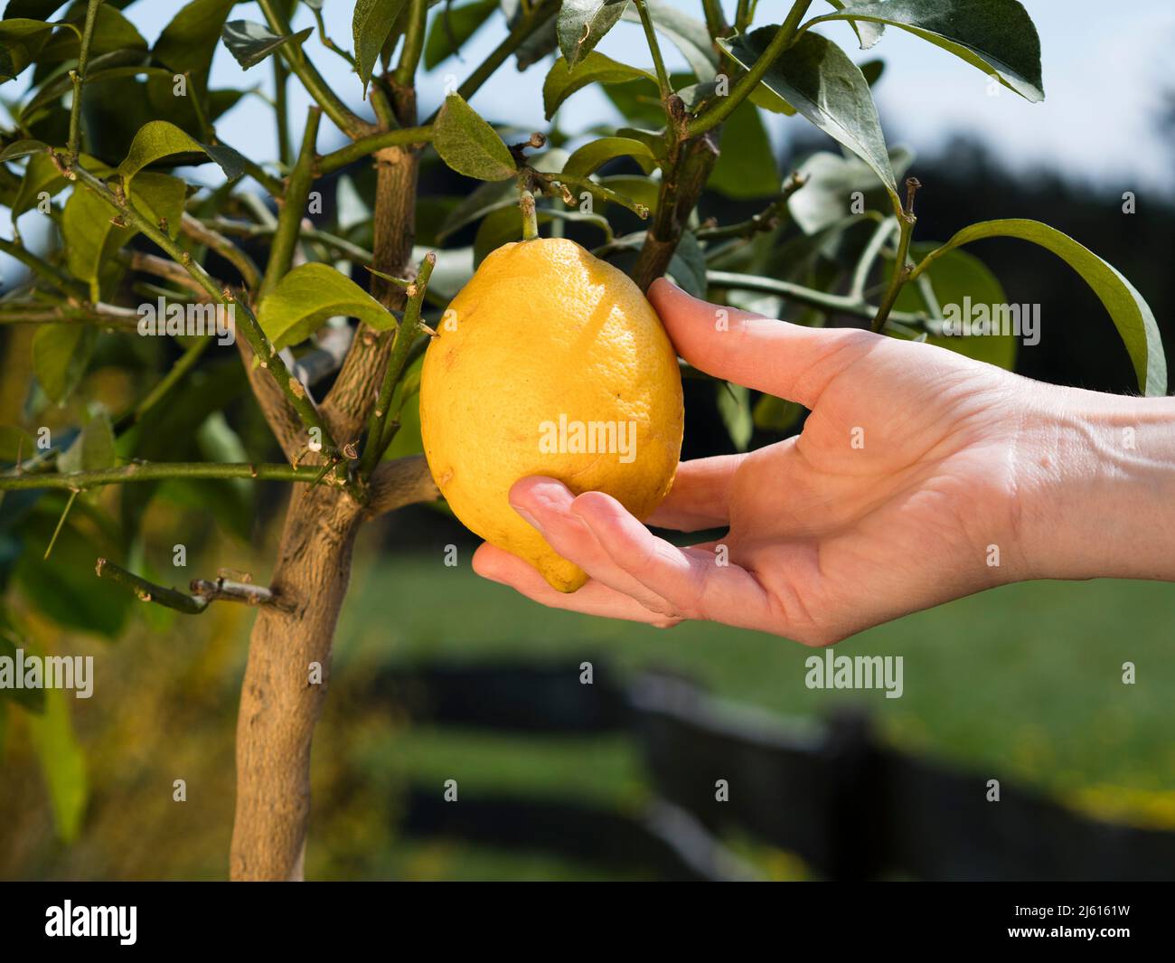 jardin de citron meyer citron prêt pour la récolte - des petits pains de citrons mûrs jaunes frais avec des feuilles vertes. Banque D'Images