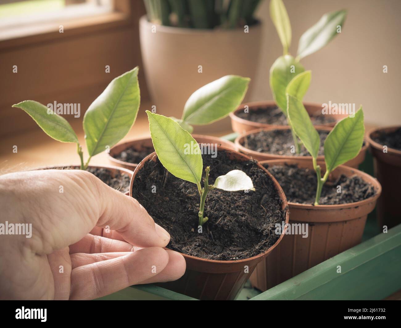 jeunes boutures de citronniers poussant en pot sur le rebord de la fenêtre (intérieur) - main tenant la plante en pot sur le rebord de la fenêtre dans la chambre domestique Banque D'Images