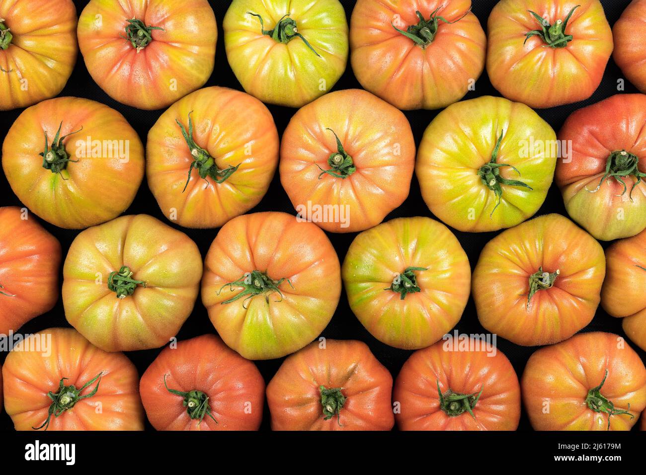 Vue de dessus de nombreuses tomates vertes de la variété rose, avec gouttes d'eau et éclairage studio. Banque D'Images