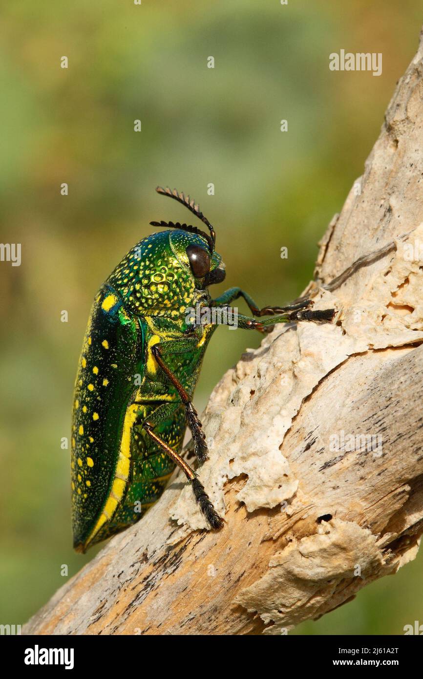 Insecte Sternocera sternicornis.green et insecte jaune brillant qui se trouve sur la branche. Insecte brillant du Sri Lanka. Insecte brillant et lustreux dans le nat Banque D'Images