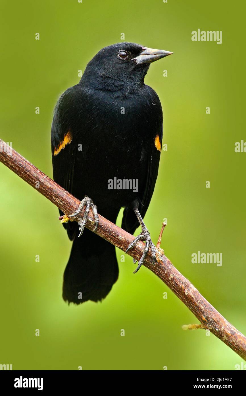 Oiseau noir de la forêt tropicale. Oiseau de chant noir et rouge. Blackbird ailé rouge, Agelaius phoeniceus, oiseau tropical exotique rouge et chant noir de Costa RI Banque D'Images