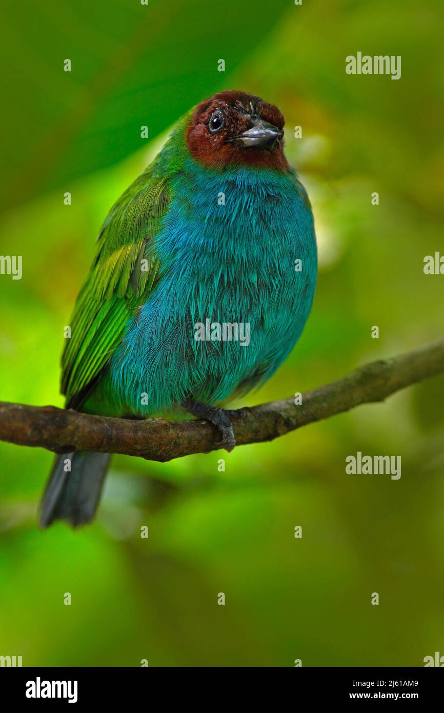 Tanager à tête de baie, Tangara gyrola, tanager bleu tropical exotique à tête rouge, Costa Rica. oiseaux chanteurs bleus et verts dans l'habitat naturel. Magnifique blu Banque D'Images