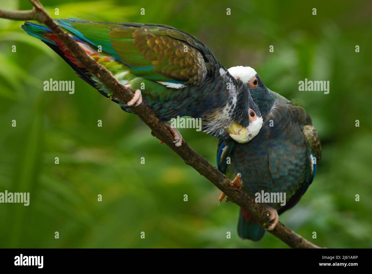 Paire d'oiseaux, perroquet vert et gris, Pionus à couronne blanche, perroquet à tête blanche, Pionus senilis, au Costa Rica. Lave sur l'arbre. Perroquets dans la cour Banque D'Images