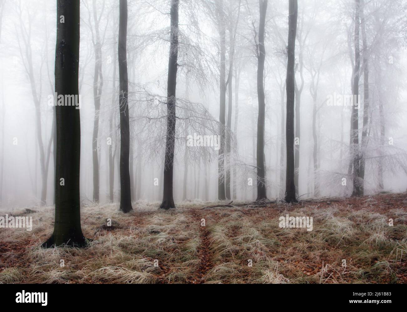 Forêt en hiver avec arbres congelés Banque D'Images