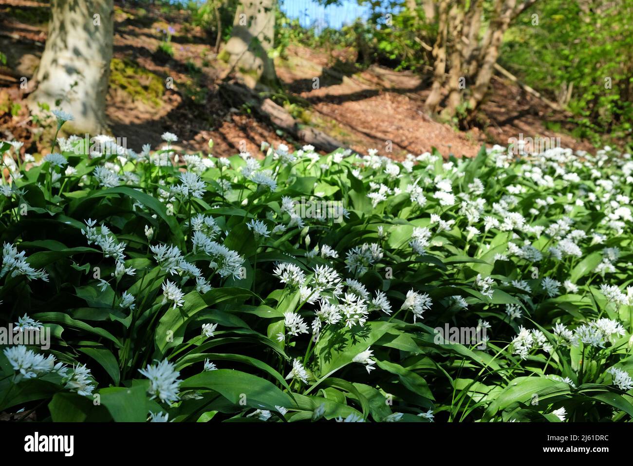 Les fleurs blanches dainty de l'ail sauvage en fleur. Banque D'Images