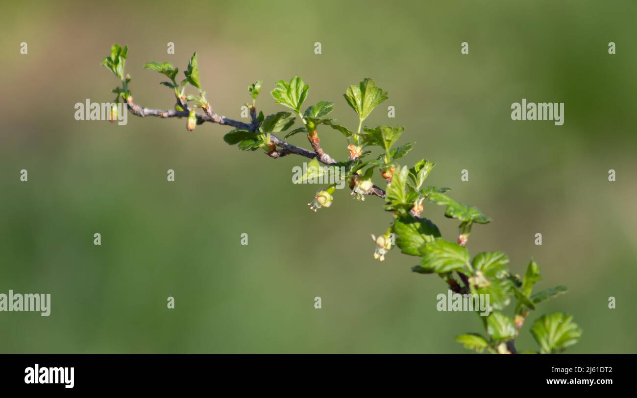 Branche de cassis avec fleur sur fond vert flou. Arbustes à fruits de printemps. Mise au point sélective. Banque D'Images