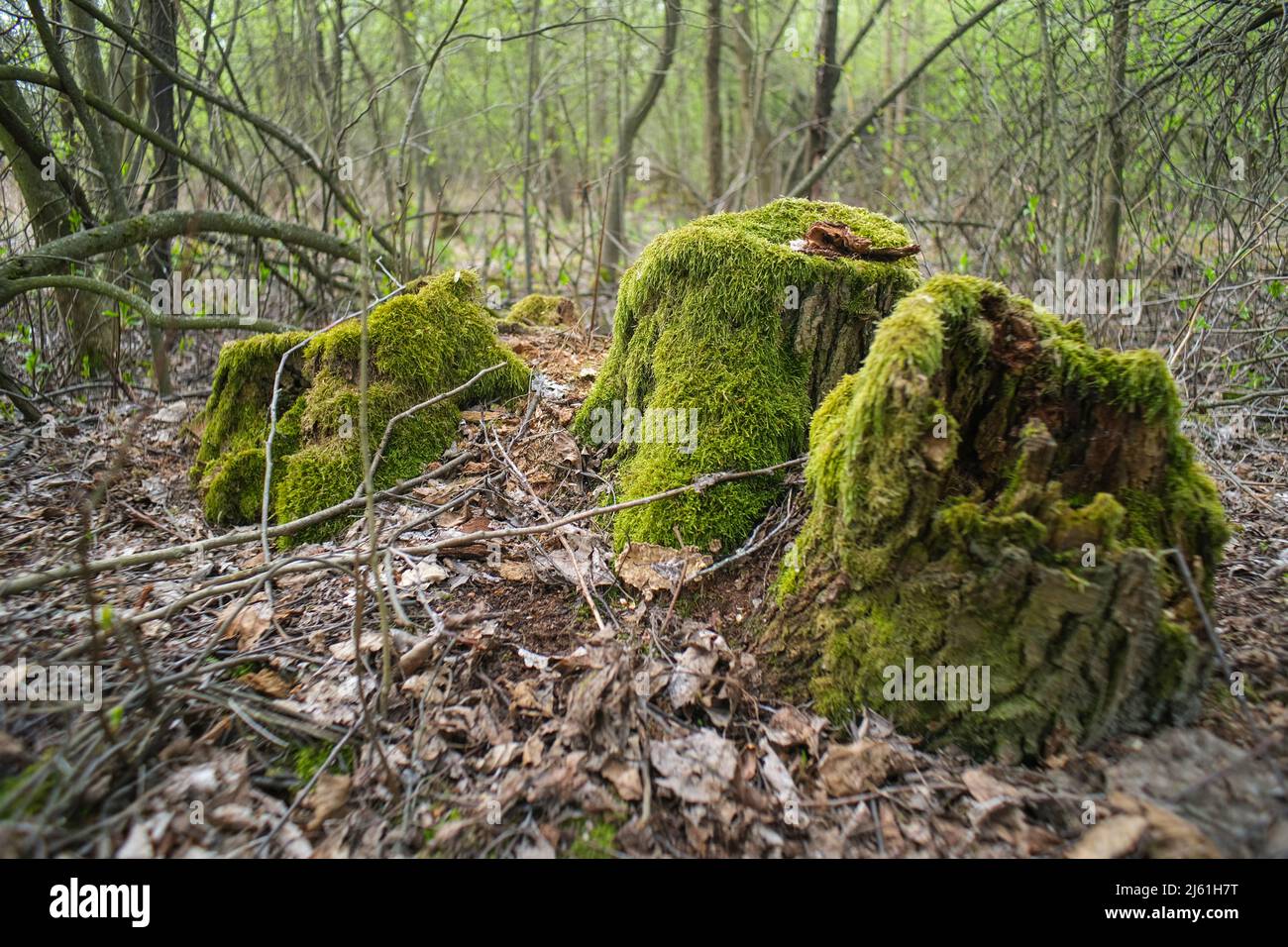 Bosse avec de la mousse dans la forêt. Gros plan Moss. Banque D'Images