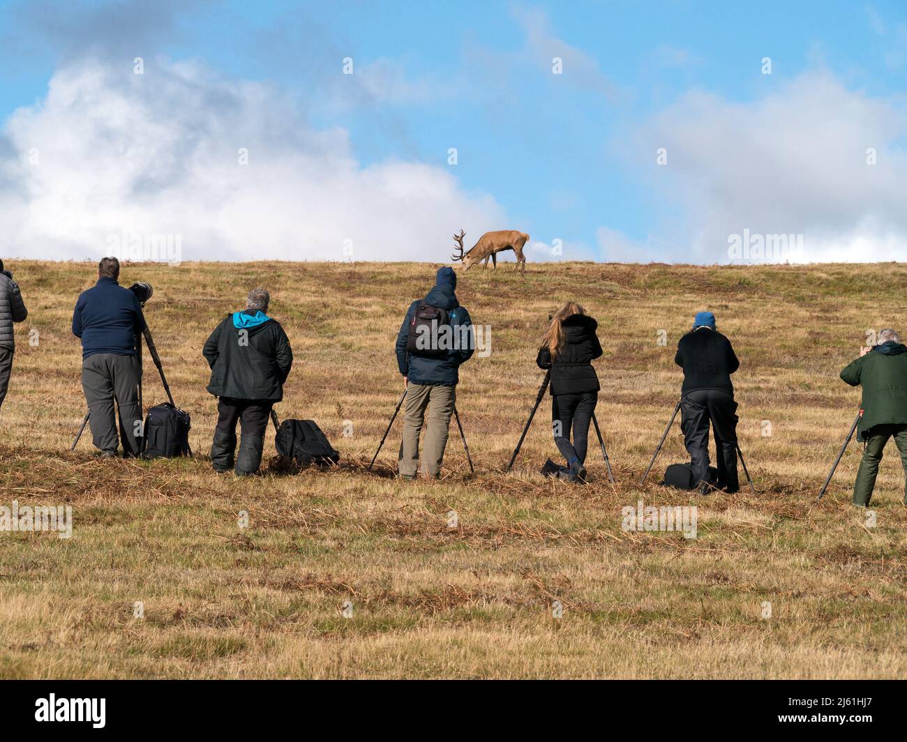 Une rangée de photographes de la faune avec des trépieds photographiant le cerf de Red à Bradgate Park, Leicestershire, Angleterre Royaume-Uni Banque D'Images