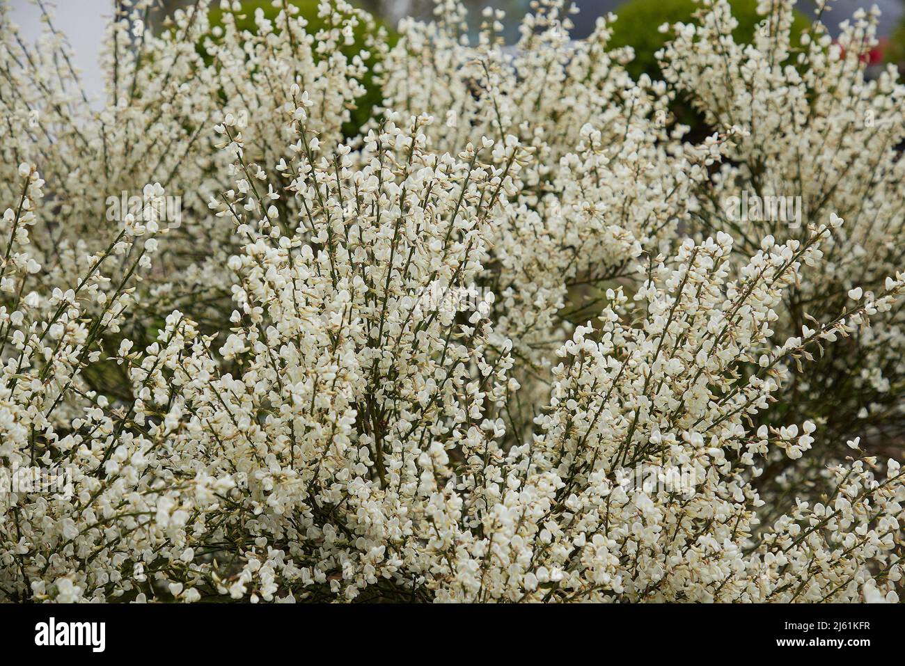 Fleurs blanches de la floraison Cytisus x praecox Albus vu à l'extérieur  Photo Stock - Alamy
