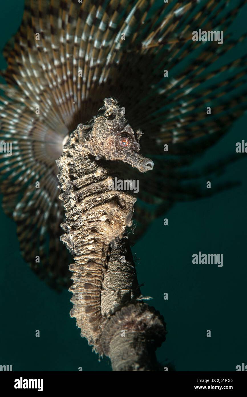 Un hippocampe méditerranéen (Hippocampus hippocampe) reposant sur un ver de ventilateur (Sabella spalanzanii). Banque D'Images