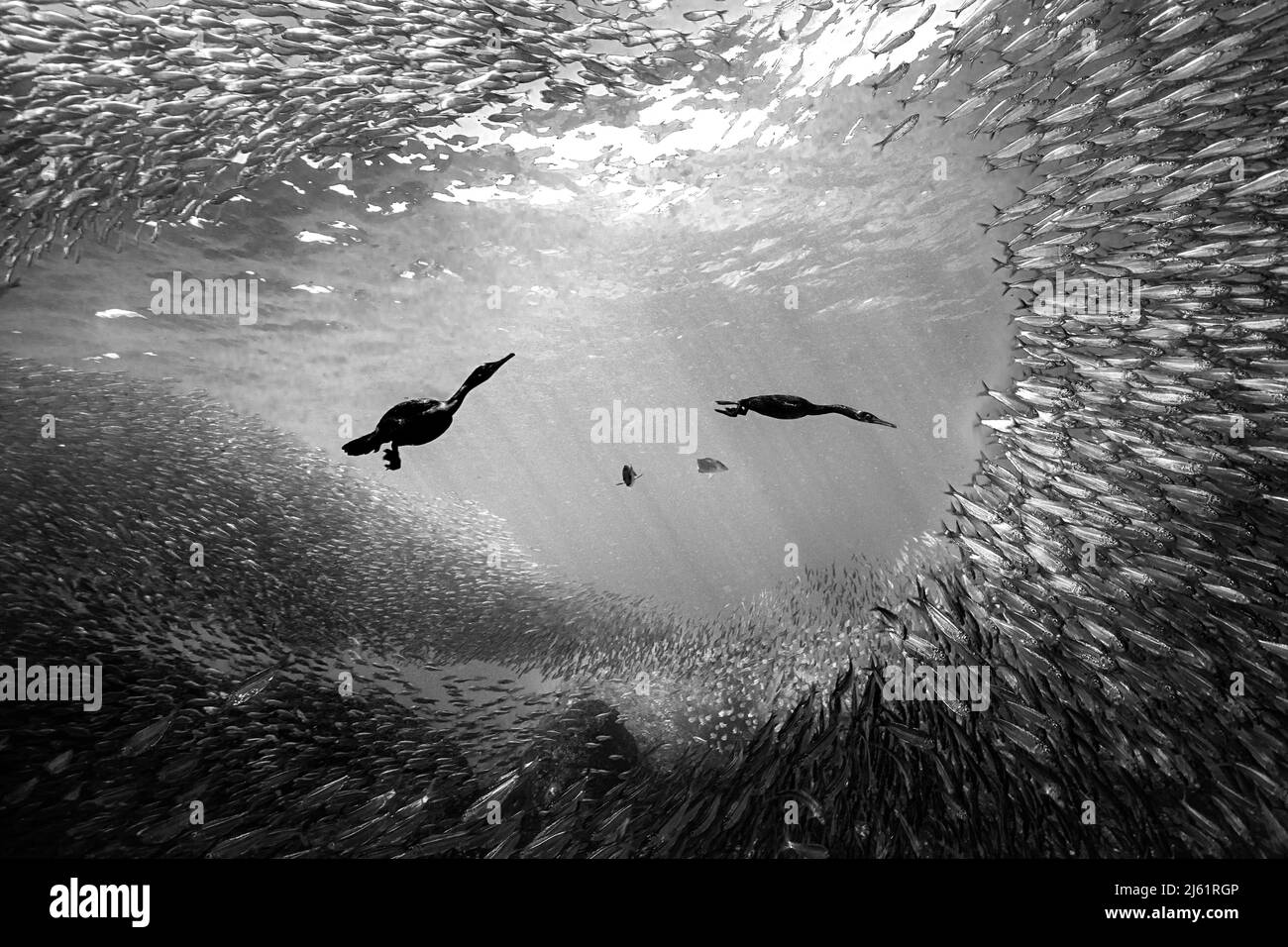 Cormorans chassant des sardines au Mexique Banque D'Images