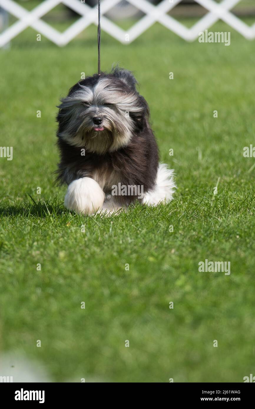 Lowchen marchant sur l'herbe lors d'un spectacle canin Banque D'Images