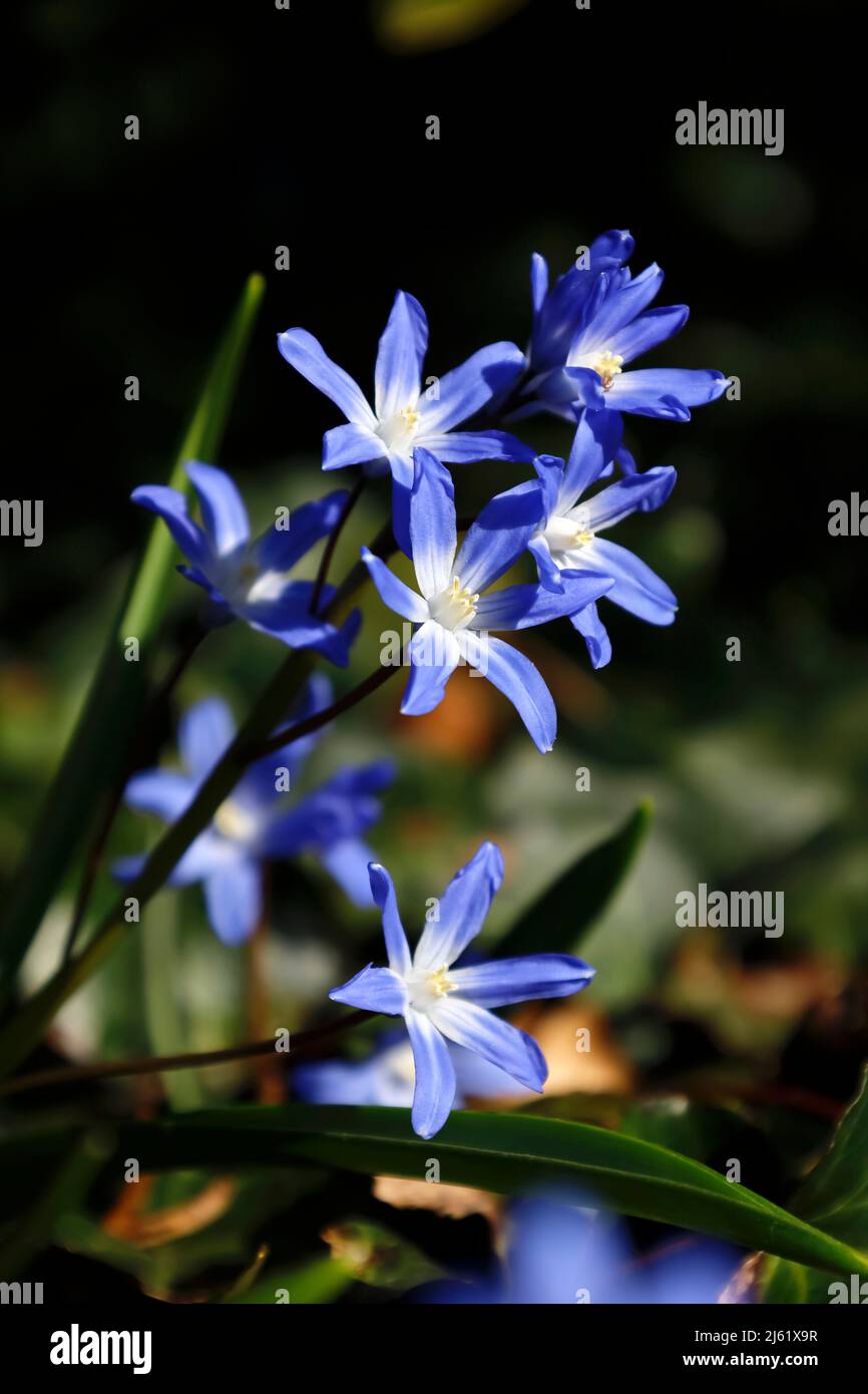 Bossiers la gloire de la neige (Scilla luciliae) fleurit au début du printemps Banque D'Images