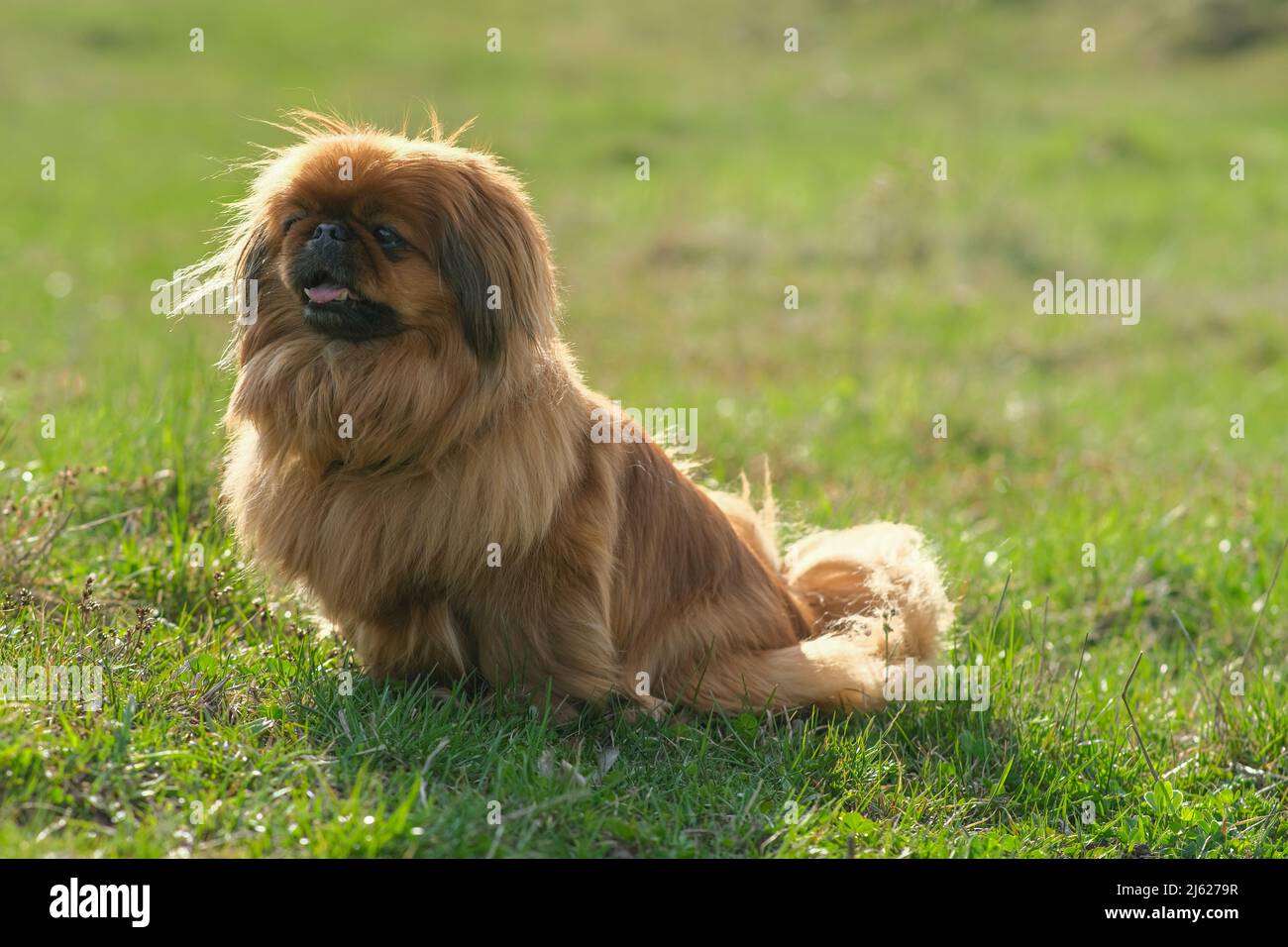 Chien race Pekingese sur une herbe verte. Shaggy vieux pékinois de couleur rouge. Banque D'Images