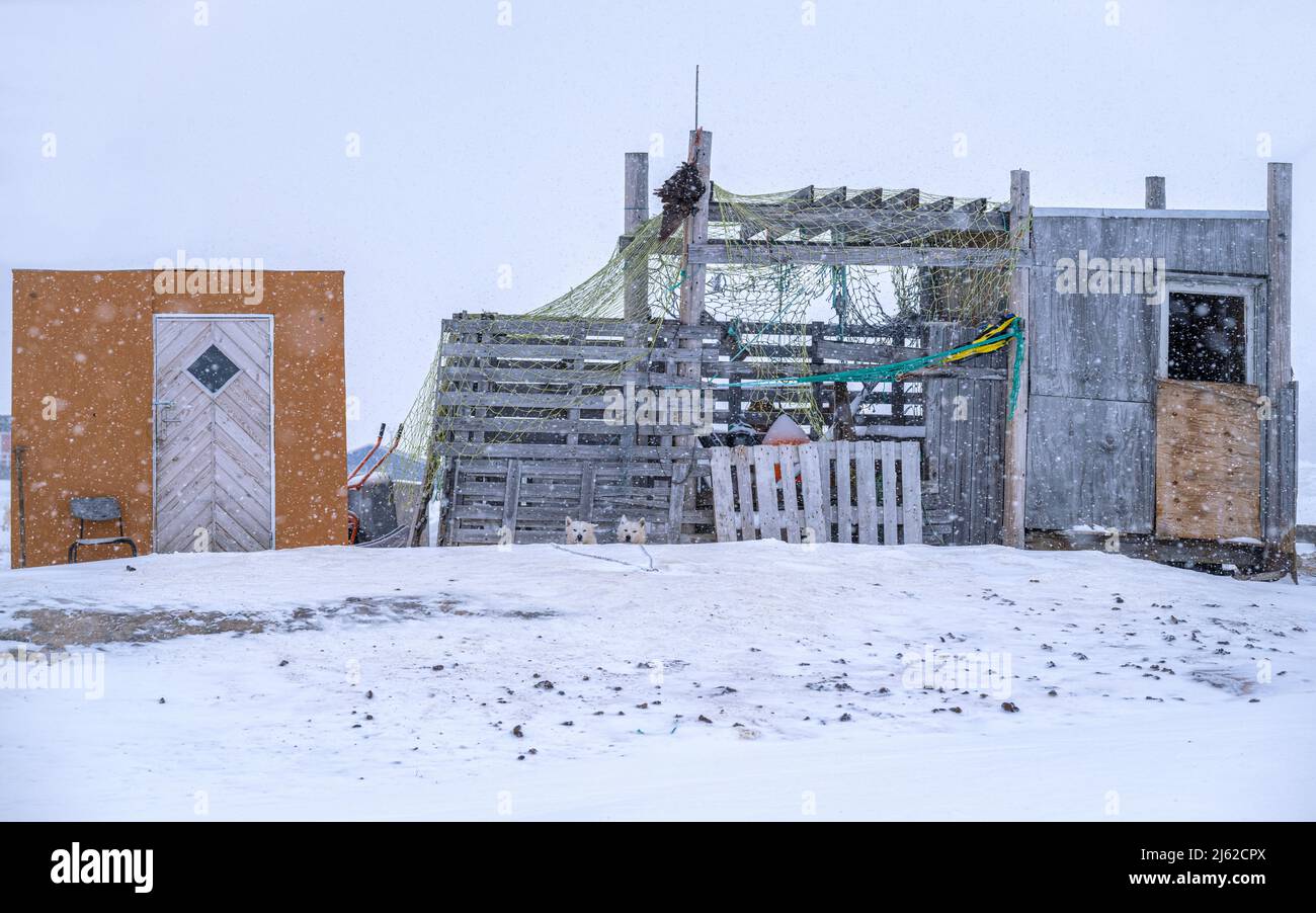 Chiens de traîneau en face de quelques bâtiments de manille à la périphérie de la ville d'Ilulissat, à l'ouest du Groenland Banque D'Images