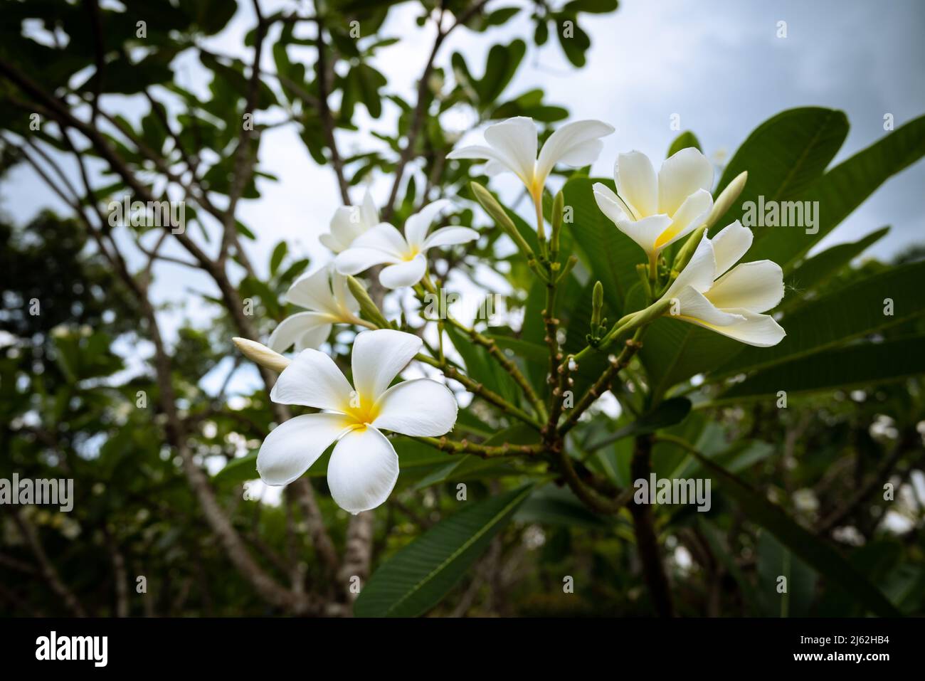 Plumeria est des arbres endémiques du Mexique et de la Thaïlande et la fleur nationale du Laos. Arbre blanc de Temple avec fond vert de feuille dans le jardin. Banque D'Images
