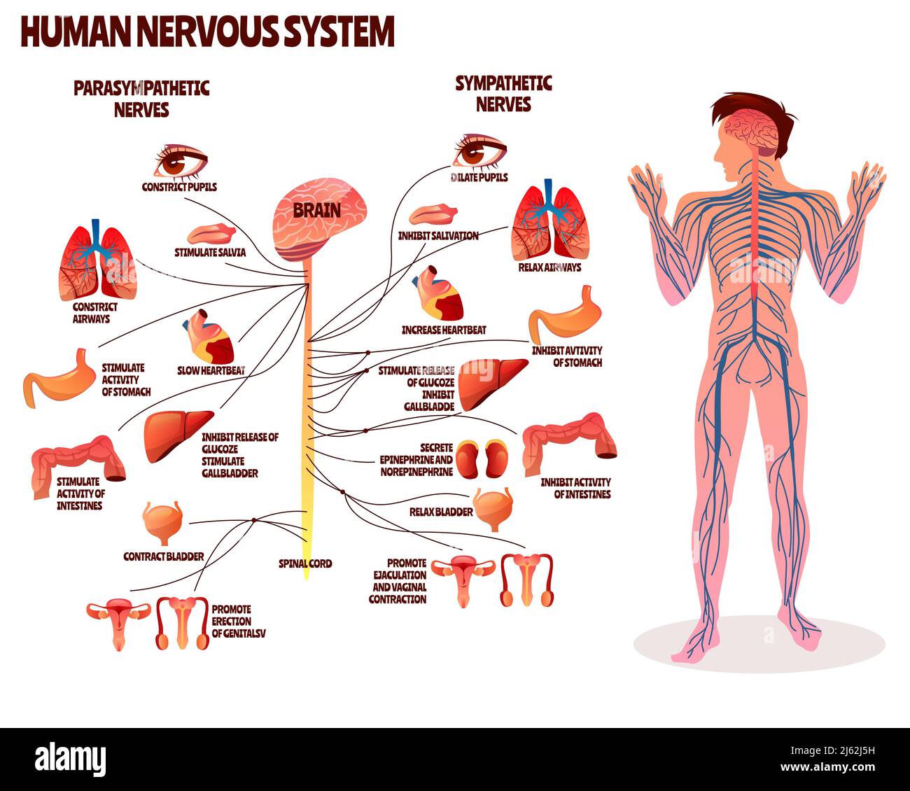Illustration du vecteur du système nerveux humain. Dessin animé du corps de l'homme avec le cerveau chaîne de nerfs parasympathique et sympathique pour neurologie médicale inf Illustration de Vecteur