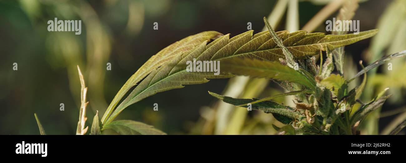 Bannière faite à partir de fond de feuilles de cannabis avec espace de copie. Plante médicinale de chanvre. La culture du cannabis médicinal comme analgésique et sédatif. Banque D'Images