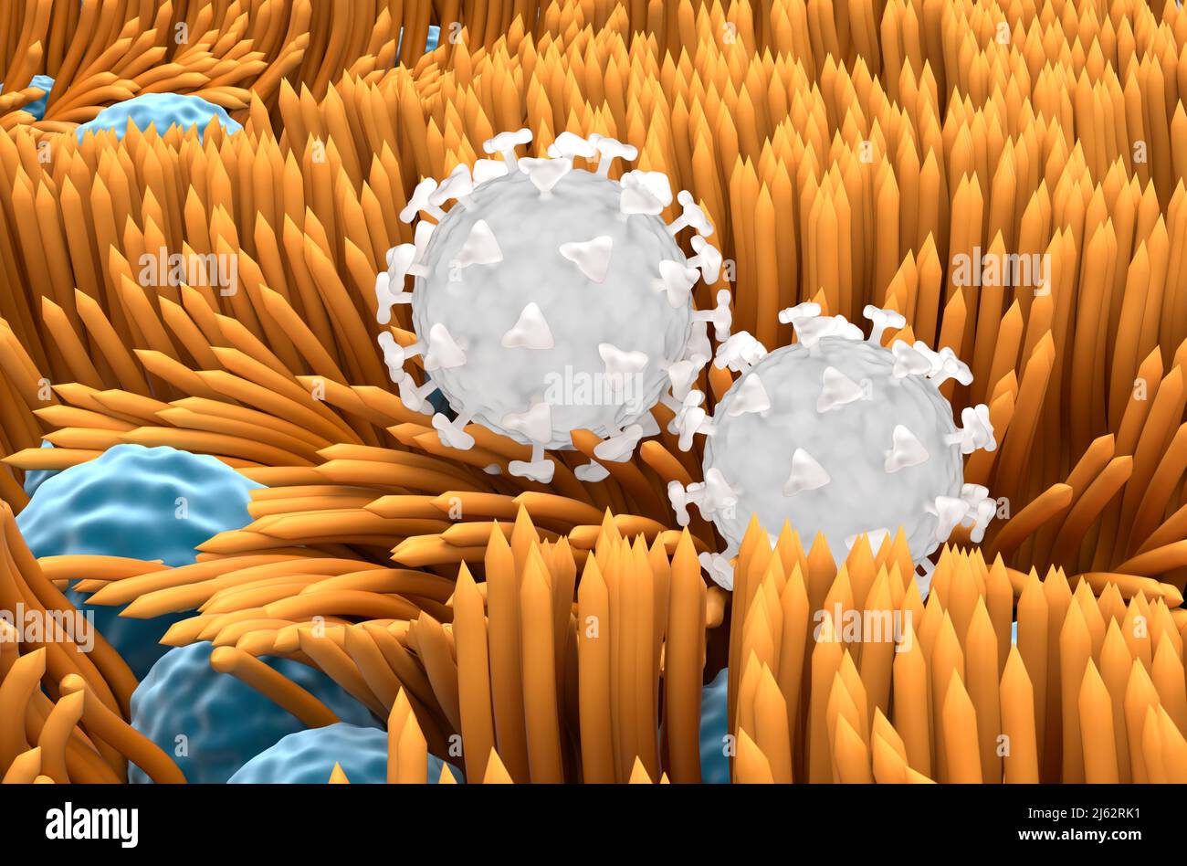 Virus Covid 19 bloqués sur la doublure de la trachée (surface) - vue rapprochée 3D illustration Banque D'Images