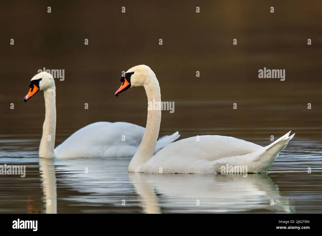 Quelques cygnes muets flottant sur une surface d'eau calme. Arrière-plan flou, espace de copie. Genre espèce Cygnus olor. Dubnica, Slovaquie. Banque D'Images