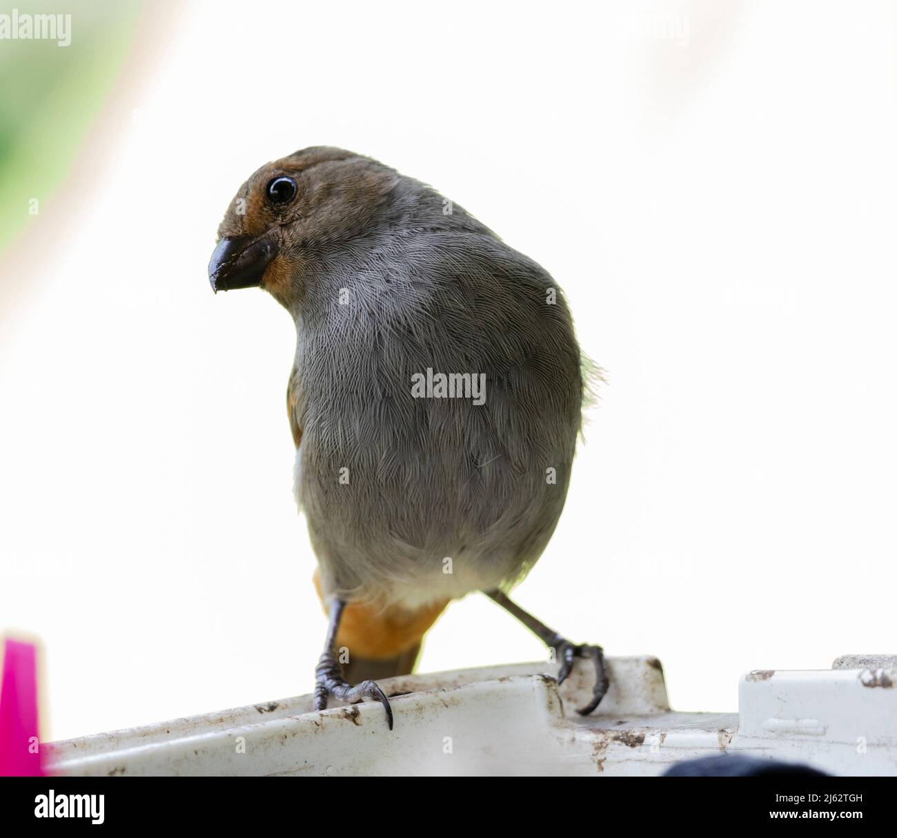 brown local finch à la recherche de nourriture Banque D'Images