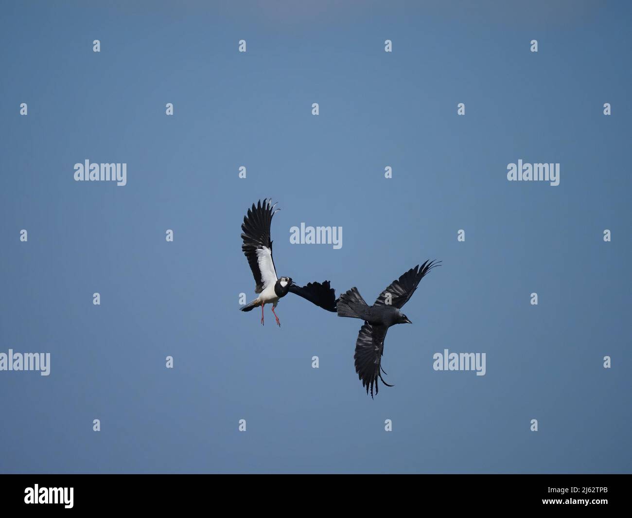 Pendant la saison de reproduction, le lapin prendra le ciel pour chasser tous les prédateurs aériens qu'il peut avec leurs poussins étant très vulnérables à la prédation. Banque D'Images