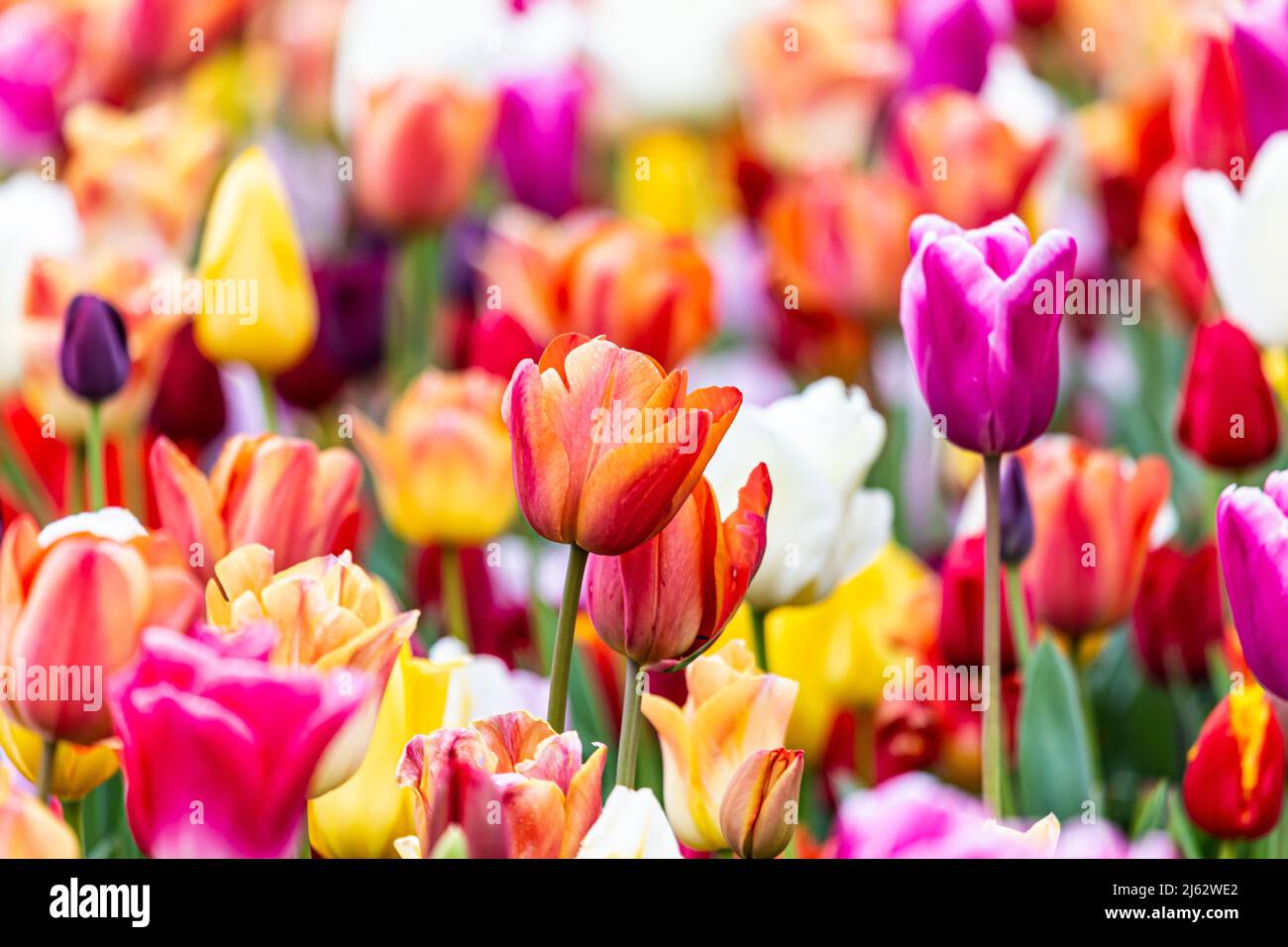champ de tulipe orange et violet Banque D'Images