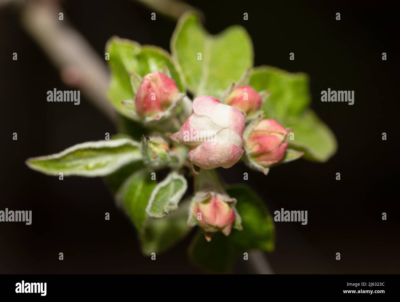 Pommier bourgeons, fleurs, Antonovka. Printemps dans un jardin. Banque D'Images