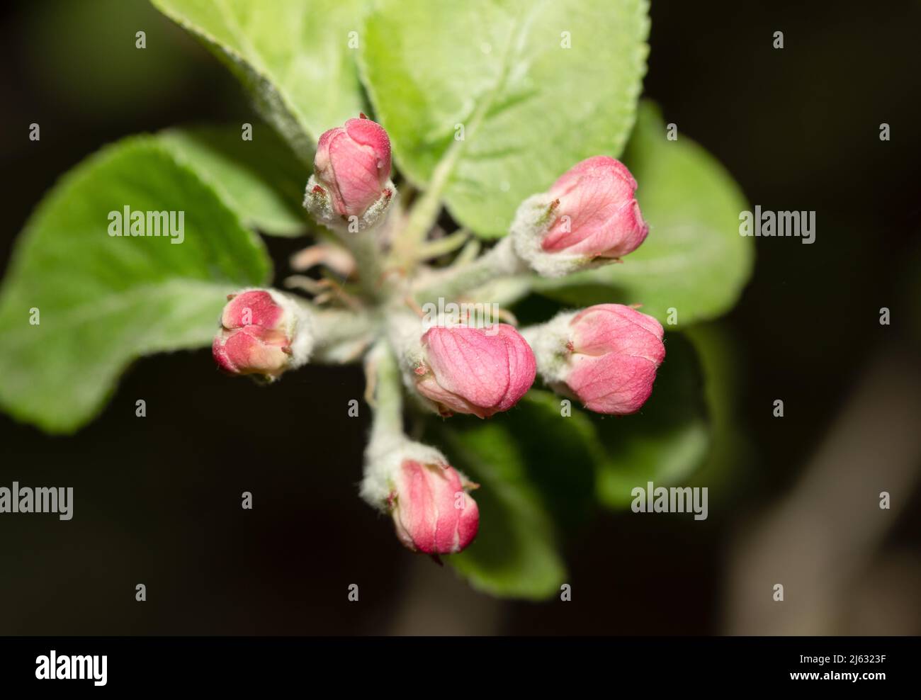 Pommier bourgeons, fleurs, Antonovka. Printemps dans un jardin. Banque D'Images