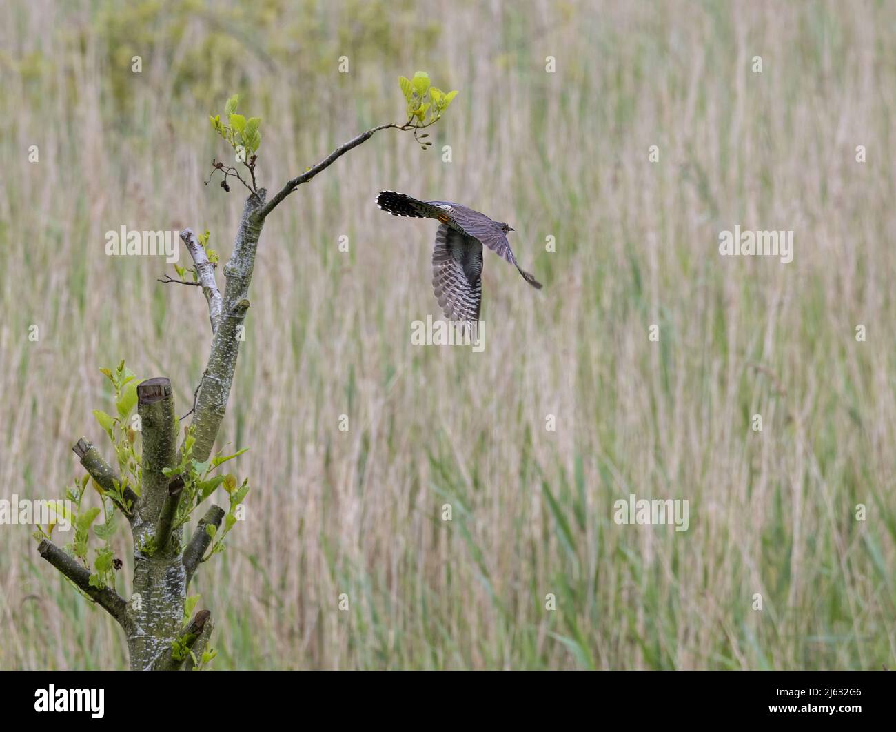 Décollage de Common Cuckoo (Cuculus canorus) Banque D'Images