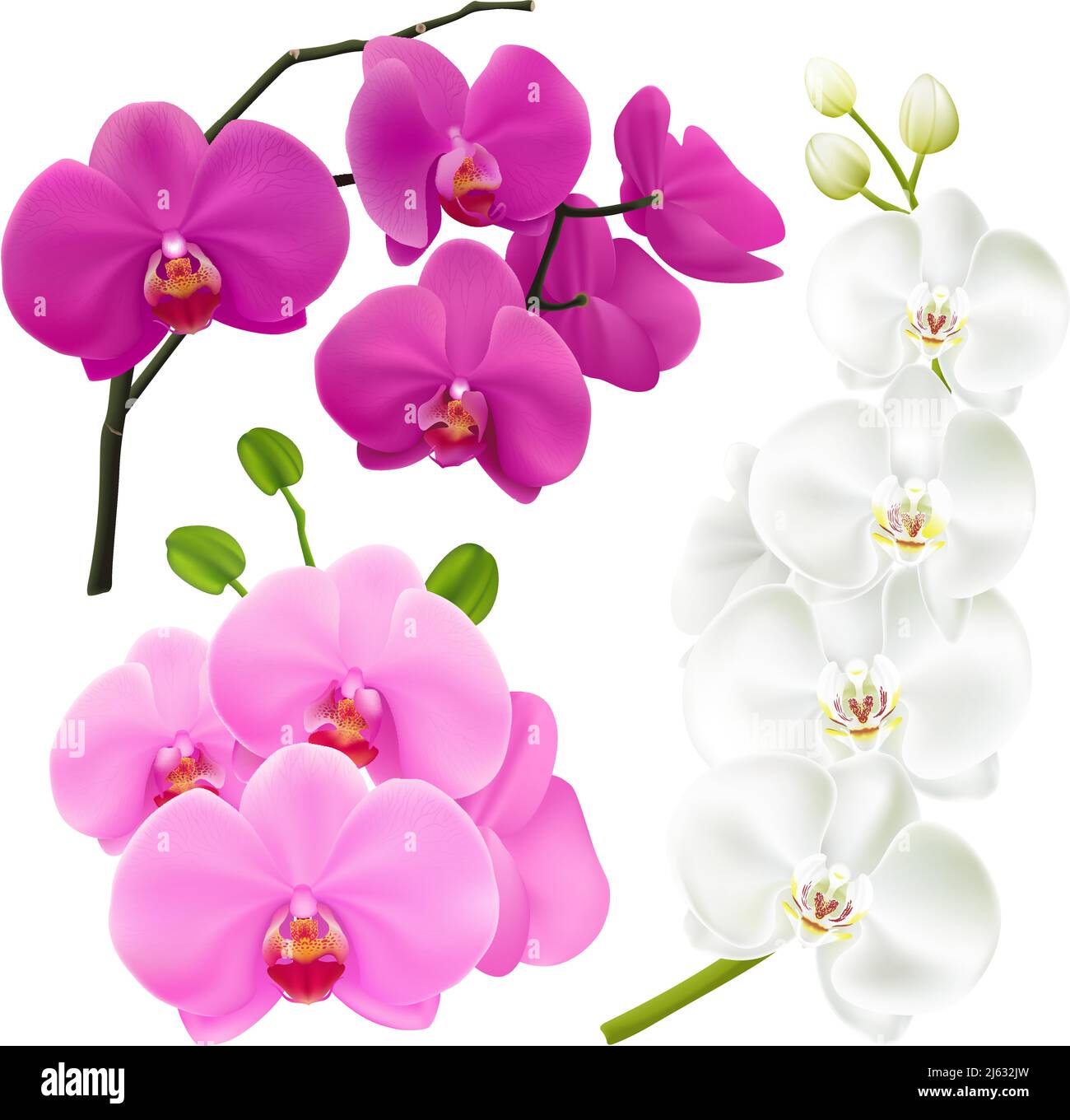 Branches d'orchidées avec fleurs colorées 3 images réalistes illustration vectorielle rose magenta violet et blanc Illustration de Vecteur