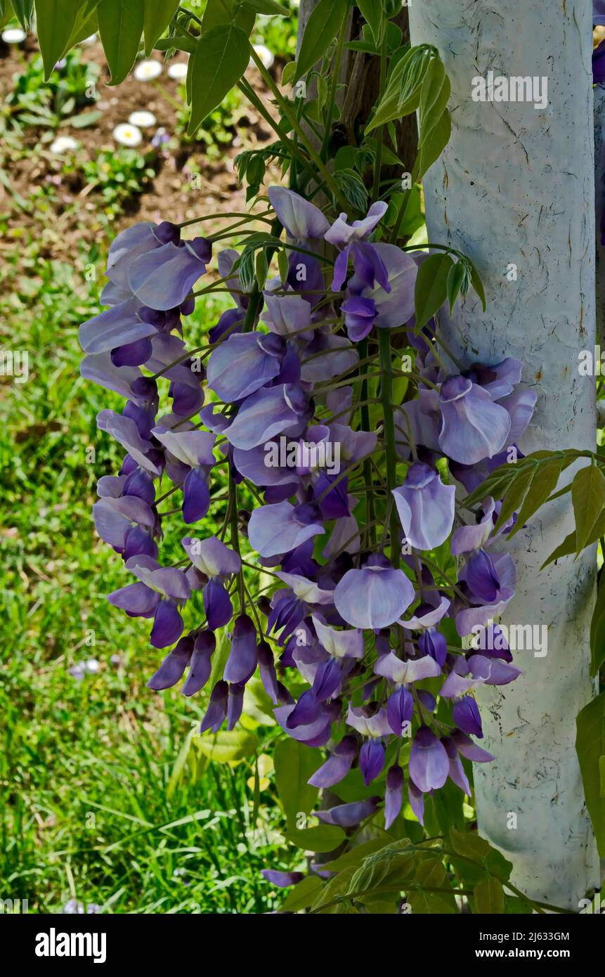 Un endroit confortable pour la détente printanière sous l'ombre et le parfum de la pleine couleur de la wisteria pourpre avec des fleurs et des feuilles dans le parc, Sofia, Bulgarie Banque D'Images