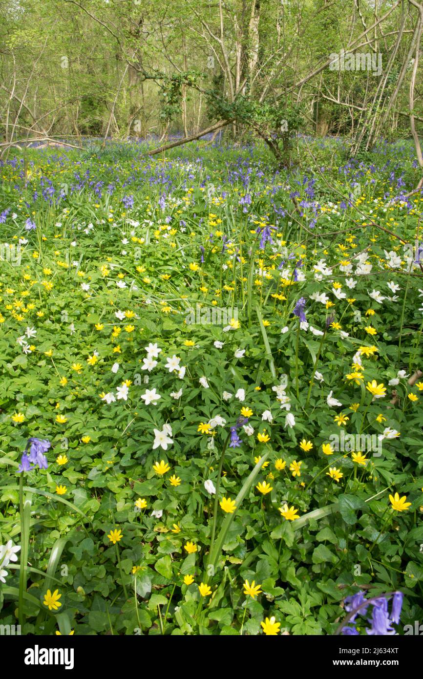 Cloches, jacinthoides non-scripta, petite célandine, Ficaria verna, Ranunculus ficaria, Bois Anemone, Anemone nemorosa, Sussex, fleurs des bois Banque D'Images