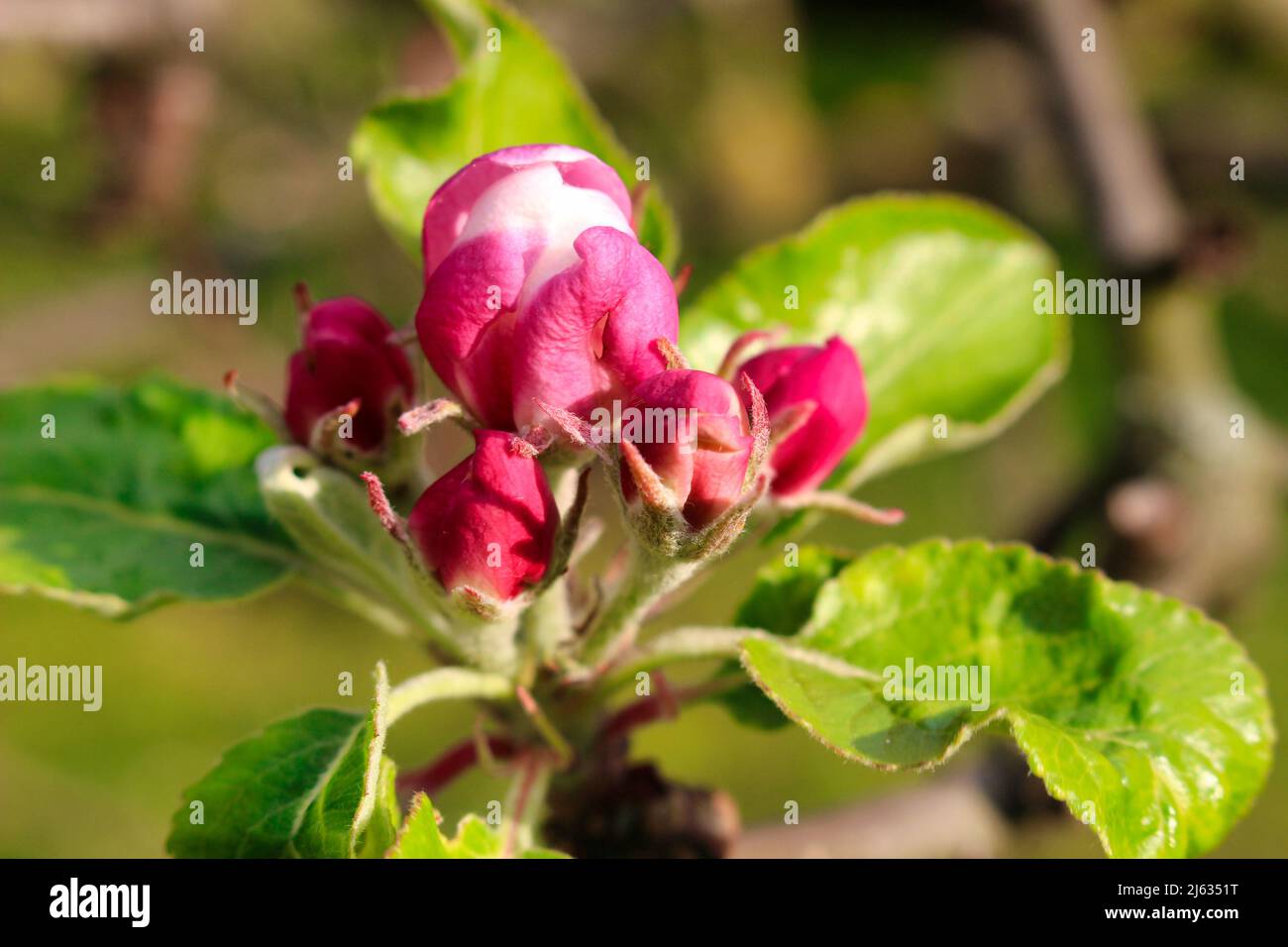 Une fleur de pomme avec des feuilles en détail. Banque D'Images Une fleur de pomme avec des feuilles en détail. Banque D'Images