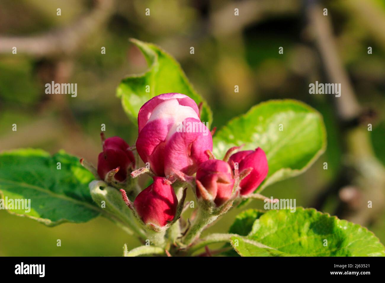 Une fleur de pomme avec des feuilles en détail. Banque D'Images Une fleur de pomme avec des feuilles en détail. Banque D'Images