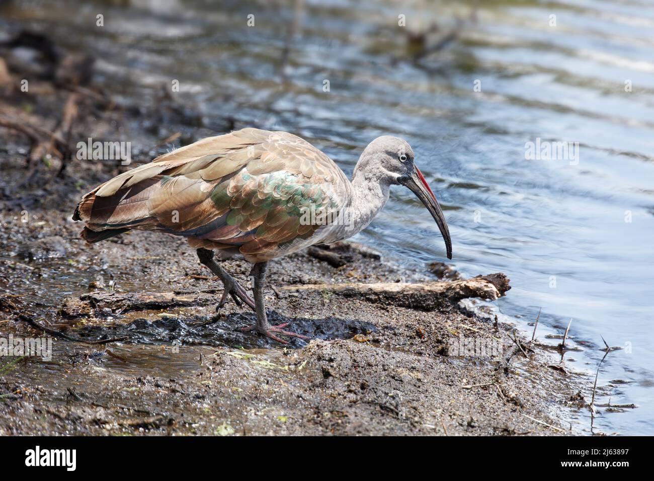 Hadada Ibis (Bostrychia hagedash) sur les rives d'un lac dans le Parc National d'Arusha, Tanzanie Banque D'Images