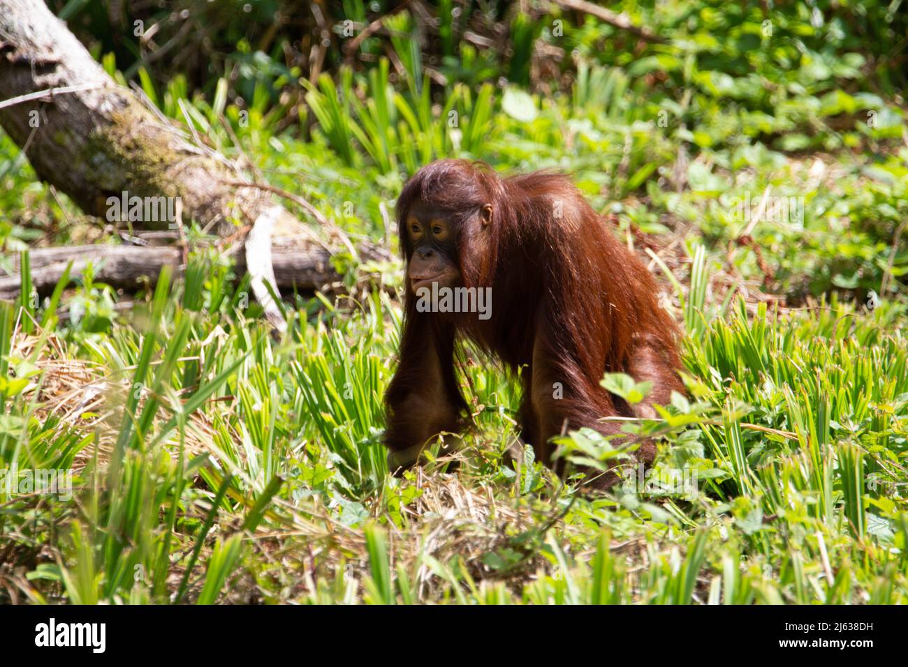Un jeune orangutan de Bornean (Pongo pygmaeus) marchant dans une basse herbe avec des bois naturels en arrière-plan Banque D'Images
