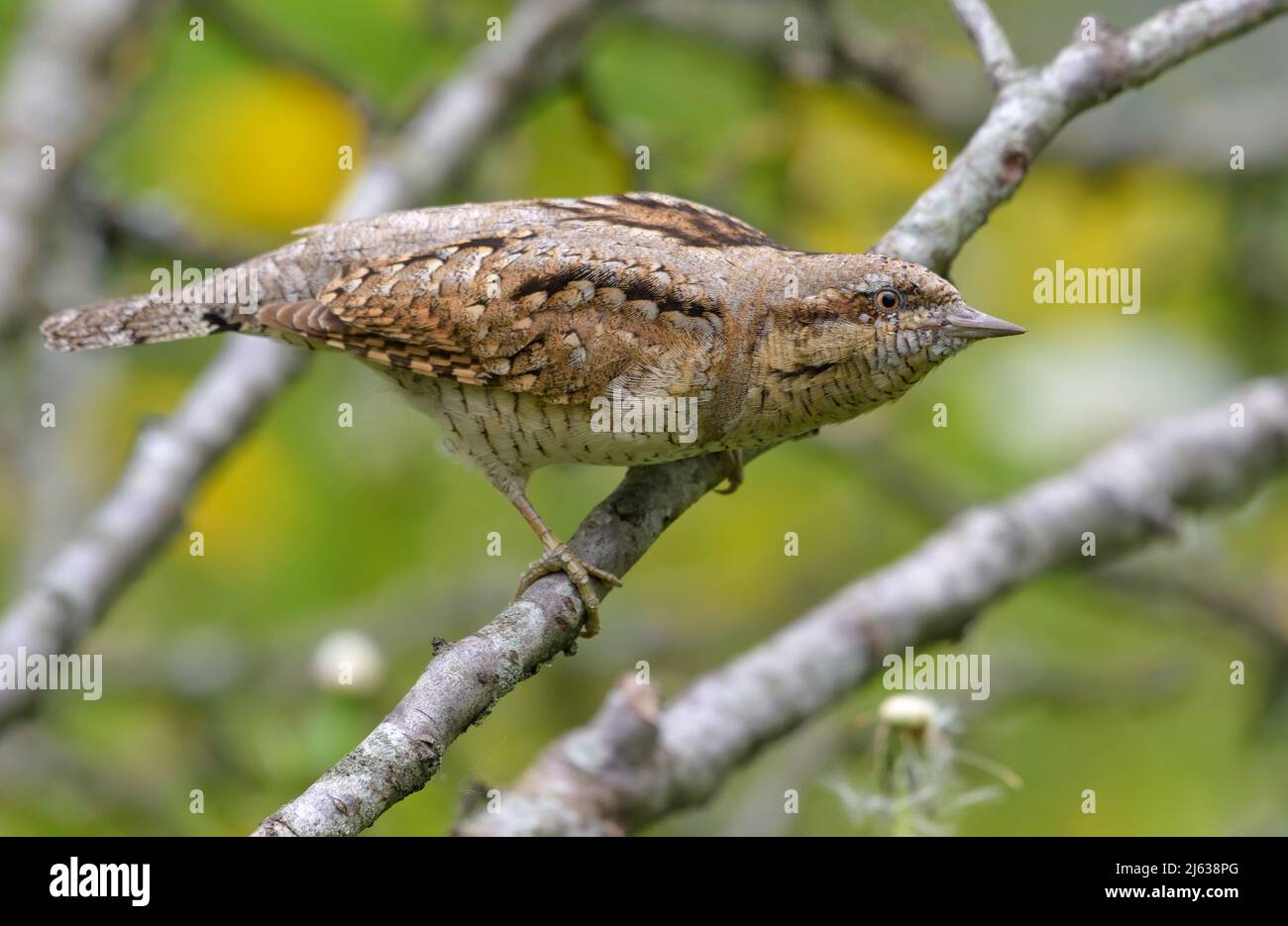 Wryneck eurasien (Jynx torquilla) assis sur une vieille perche de lichen dans un environnement broussailleux Banque D'Images