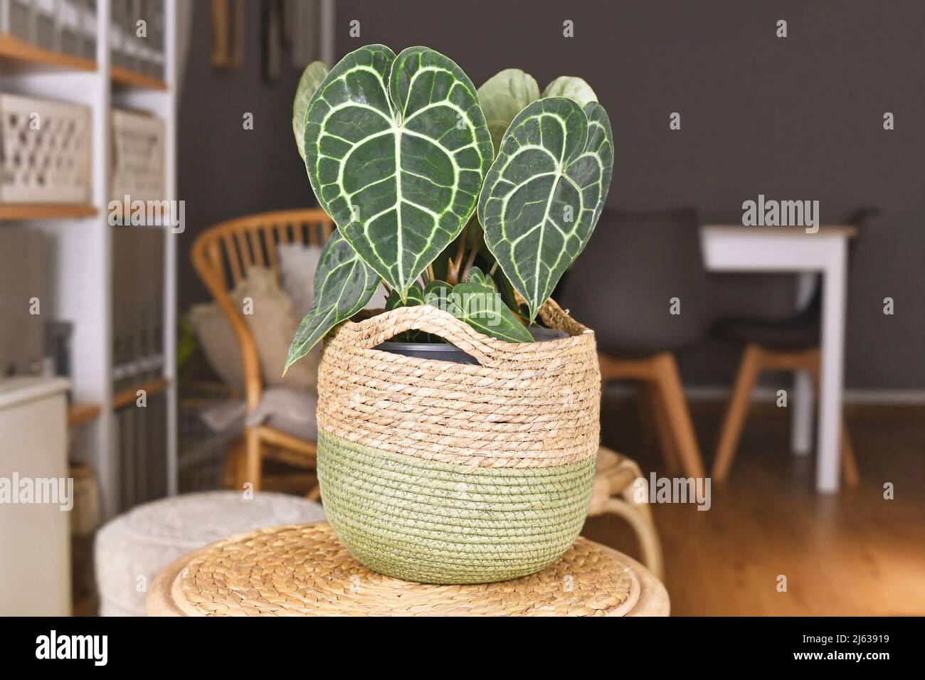 Plante maison exotique 'Anthurium Clarinvium' avec nervures blanches de motif de dentelle dans la marmite de panier Banque D'Images